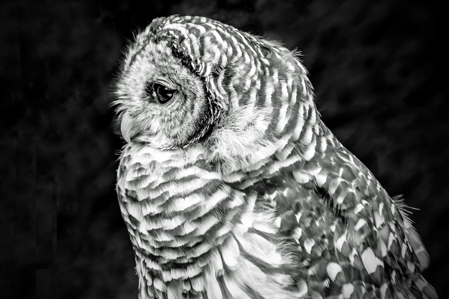3rd PrizeOpen Mono In Class 2 By Teresa Hughes For Owl Portrait APR-2023.jpg